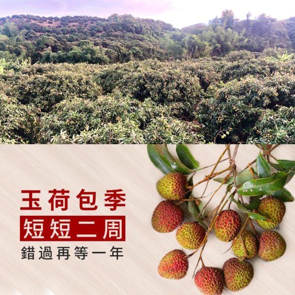老張荔枝：圖片 6